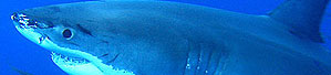 Oceanworld 3D DVD